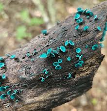 Attēlu rezultāti vaicājumam “Chlorociboria aeruginascens”