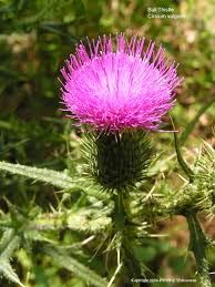 Attēlu rezultāti vaicājumam “Cirsium vulgare”