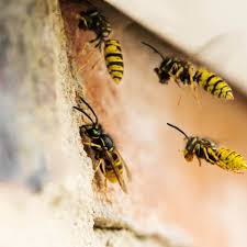 Image result for East Kilbride Wasps