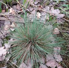 Attēlu rezultāti vaicājumam “Corynephorus canescens”