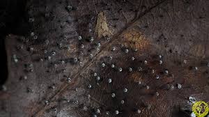 Attēlu rezultāti vaicājumam “Didymium megalosporum”