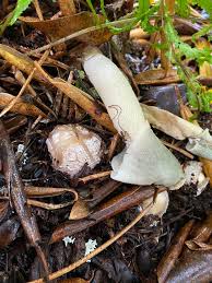 Attēlu rezultāti vaicājumam “Phallus impudicus”