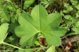 Attēlu rezultāti vaicājumam “Alchemilla subcrenata  flower”