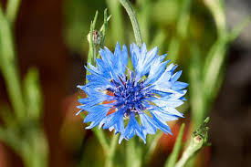 Attēlu rezultāti vaicājumam “Cyanus segetum flower”
