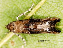 Attēlu rezultāti vaicājumam “Epermeniidae”