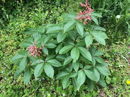 Attēlu rezultāti vaicājumam “Aesculus flava flower”