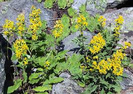 Image result for Solidago virgaurea