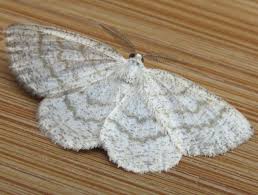 Attēlu rezultāti vaicājumam “Cabera exanthemata male”