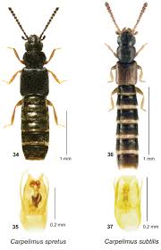 Attēlu rezultāti vaicājumam “Sepedophilus sp.”