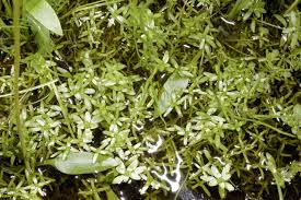 Attēlu rezultāti vaicājumam “Callitriche cophocarpa”