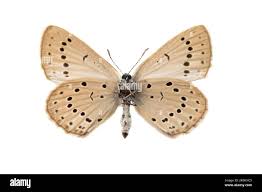 Attēlu rezultāti vaicājumam “Maculinea teleius”