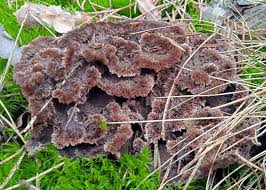 Attēlu rezultāti vaicājumam “Thelephora terrestris”
