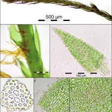 Attēlu rezultāti vaicājumam “Platydictya jungermannioides”