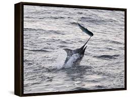 Image result for Makaira nigricans