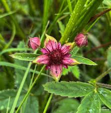 Attēlu rezultāti vaicājumam “Comarum palustre leaf”