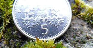 Attēlu rezultāti vaicājumam “Orthotrichum diaphanum”