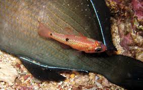 Image result for Diplodus ascensionis