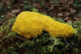 Attēlu rezultāti vaicājumam “Nectriopsis violacea”