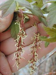 Attēlu rezultāti vaicājumam “Acer negundo female flower”