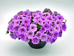 Image result for Petunia hybrida
