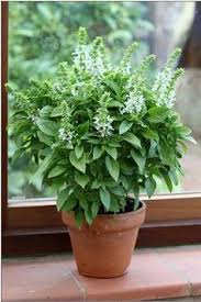 Attēlu rezultāti vaicājumam “Ocimum basilicum flower”