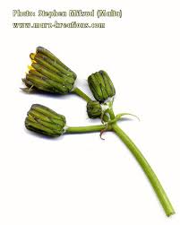 Attēlu rezultāti vaicājumam “Sonchus oleraceus bud”