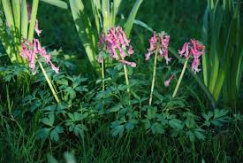 Attēlu rezultāti vaicājumam “Corydalis solida fruit”
