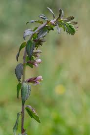 Attēlu rezultāti vaicājumam “Odontites vulgaris”