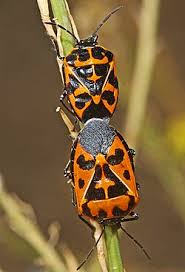 Image result for Harlequin Gc