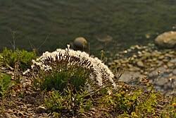 Attēlu rezultāti vaicājumam “Dianthus arenarius”