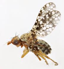 Attēlu rezultāti vaicājumam “Trypetoptera punctulata”