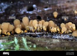 Attēlu rezultāti vaicājumam “Hemitrichia clavata spores”