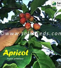 Attēlu rezultāti vaicājumam “Prunus armeniaca”