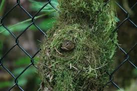 Attēlu rezultāti vaicājumam “Troglodytes troglodytes nest”