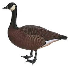 Attēlu rezultāti vaicājumam “Branta canadensis”