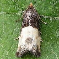 Attēlu rezultāti vaicājumam “Notocelia cynosbatella”