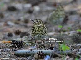 Attēlu rezultāti vaicājumam “Turdus philomelos juvenile”