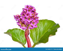Attēlu rezultāti vaicājumam “Bergenia crassifolia”