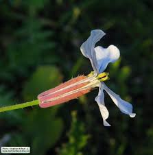 Attēlu rezultāti vaicājumam “Raphanus raphanistrum flower”