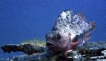 Image result for Cyclopterus lumpus