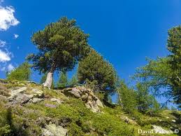 Attēlu rezultāti vaicājumam “Pinus cembra”