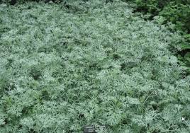 Image result for Artemisia absinthium