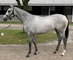 Image result for horse girl gun