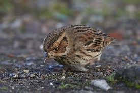 Image result for Emberiza pusilla