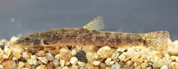 Attēlu rezultāti vaicājumam “Barbatula barbatula”