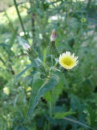Attēlu rezultāti vaicājumam “Sonchus oleraceus bud”