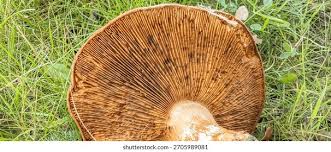 Attēlu rezultāti vaicājumam “Lactarius deterrimus”