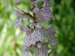Attēlu rezultāti vaicājumam “Dactylorhiza maculata leaf”