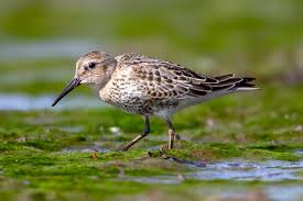 Attēlu rezultāti vaicājumam “Calidris ferruginea adult”