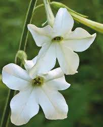 Image result for Nicotiana x sanderae